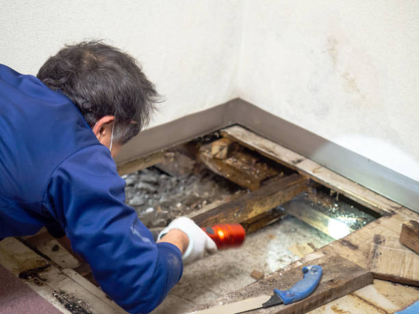 Best HVAC Mold Remediation in Belleair, FL