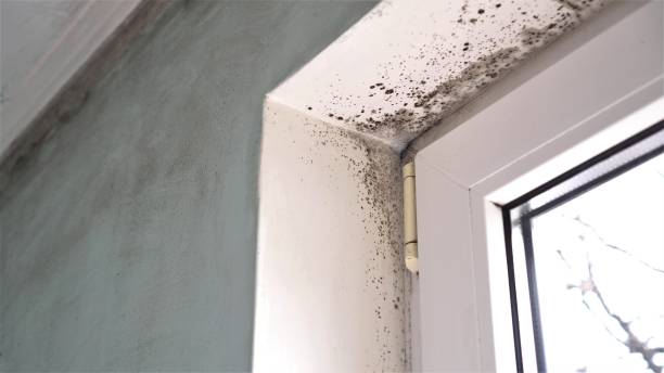 Best Attic Mold Remediation in Belleair, FL