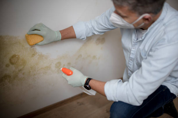 Trusted Belleair, FL Mold Remediation Experts