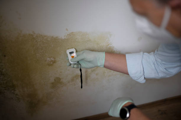 Best DIY Mold Remediation Support Services in Belleair, FL