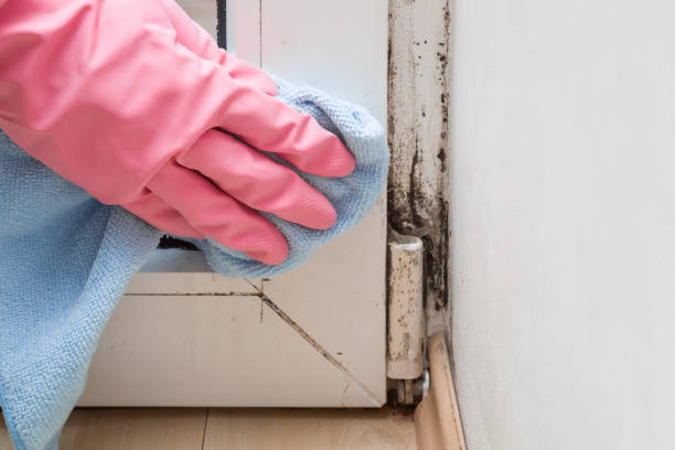 Best Bathroom Mold Remediation in Belleair, FL